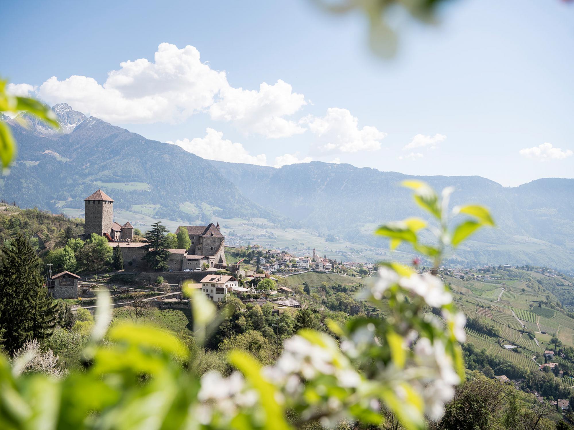 Fioritura primaverile a Castel Tirolo 