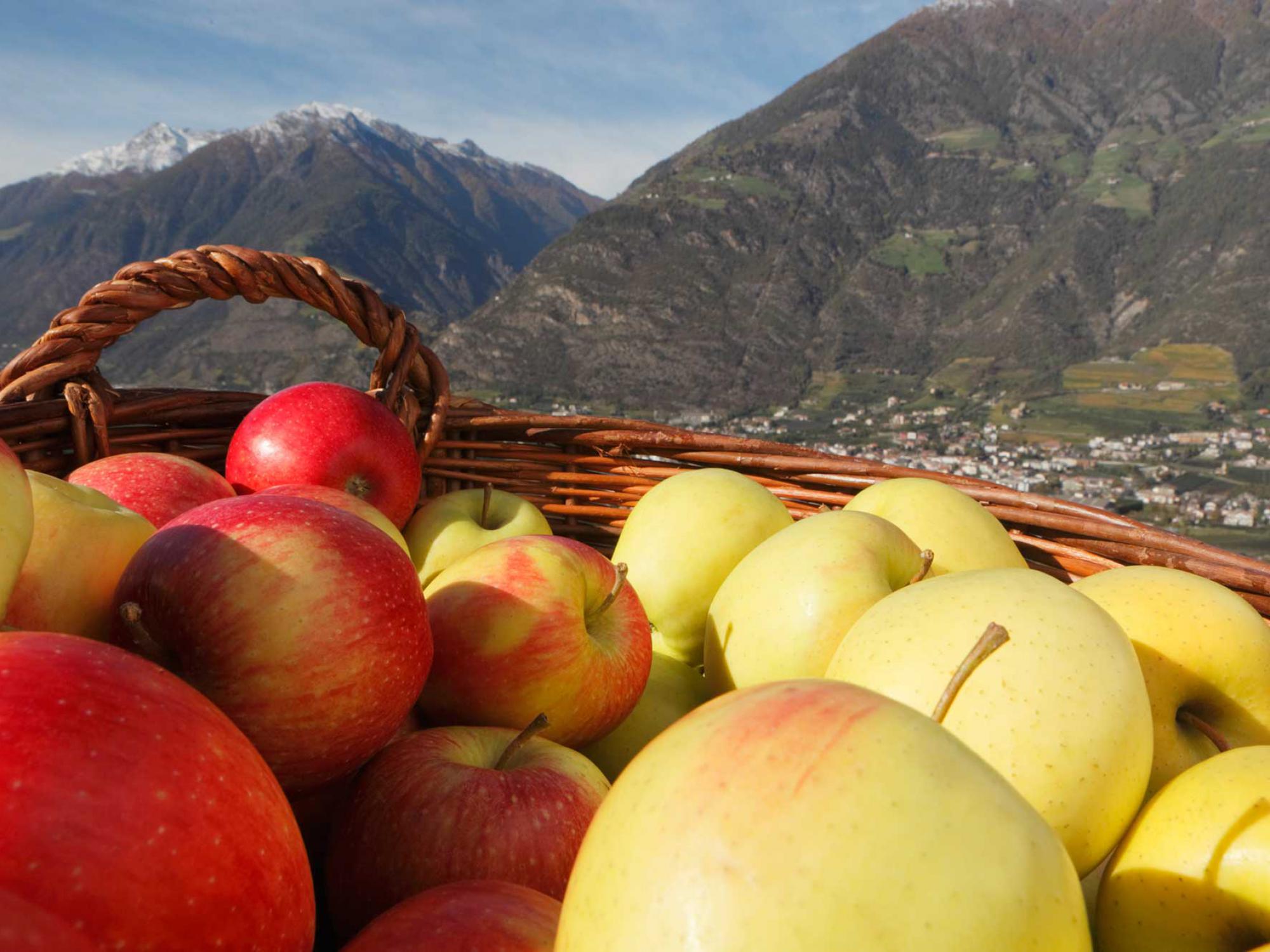 Raccolta delle mele con vista sulla conca di Merano