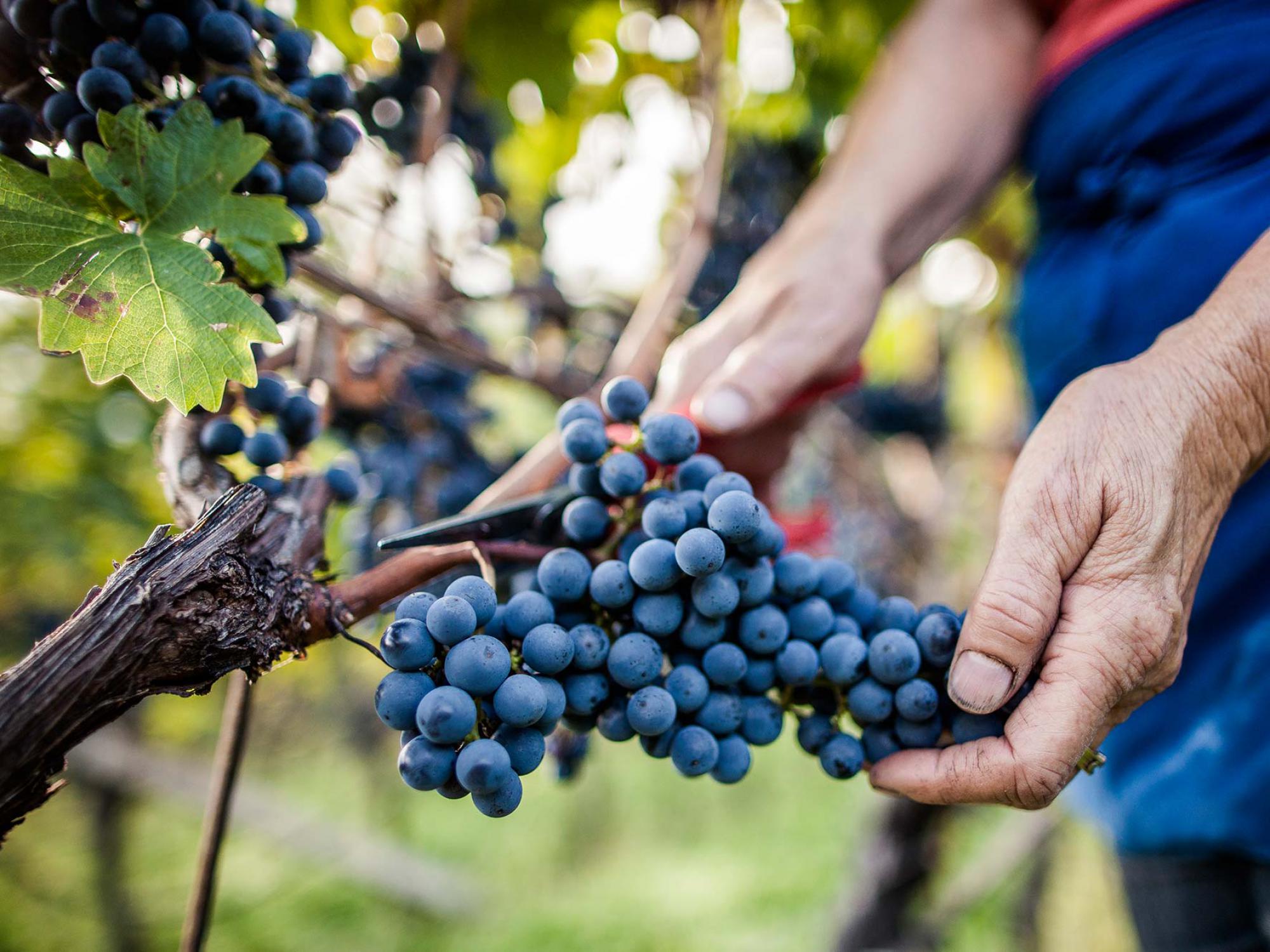 Grape harvest in Dorf Tirol