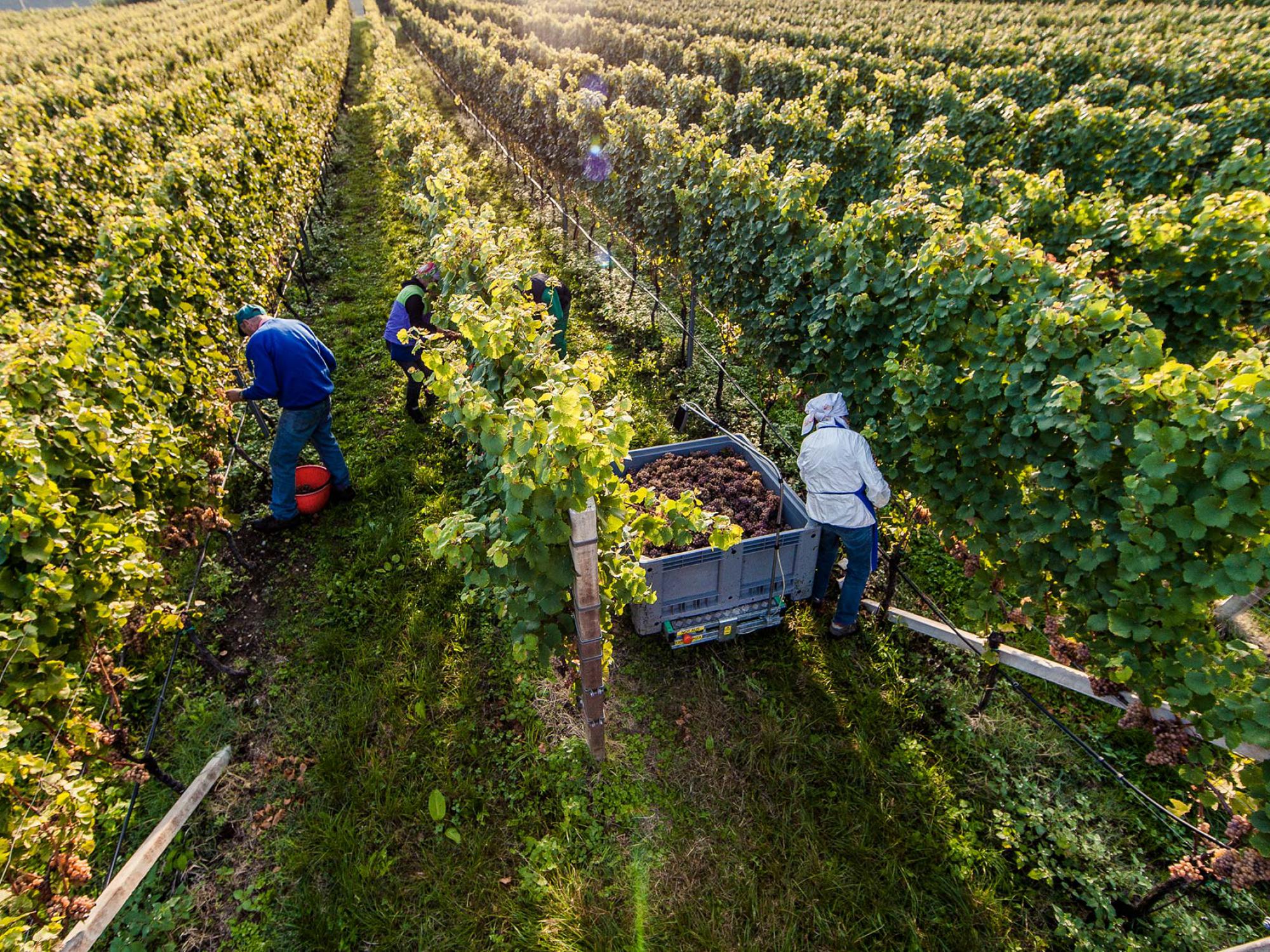 Vendemmia in Sudtirolo